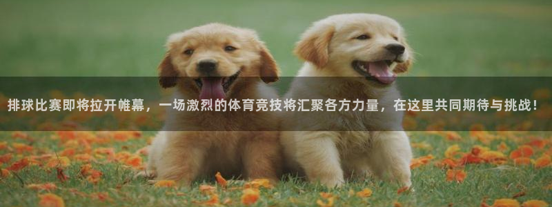 米兰体育极速提款待出款需要多久才能提现：排球比赛即将拉开帷幕