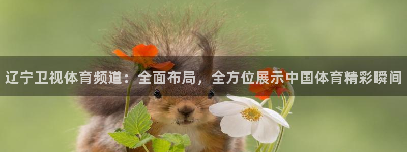 壹号top娱乐：辽宁卫视体育频道：全面布局，全方位展示中国体育精彩瞬间